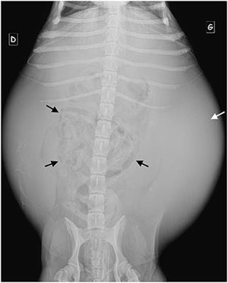 Imaging Findings in Dogs and Cats With Presumptive Sclerosing Encapsulating Peritonitis